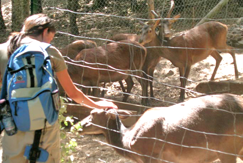 PASSIONE PER IL CERVO